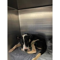 Photo of Oreo, adoptable Mixed Breed (Medium) in Baton Rouge, Louisiana