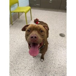 Photo of Mango, adoptable American Pit Bull Terrier in Brighton, Colorado