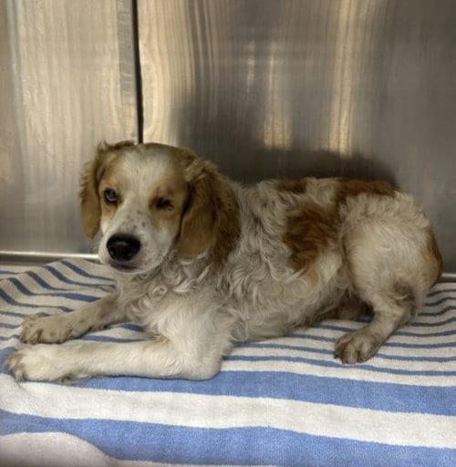 Photo of Sammy, adoptable Cocker Spaniel in San Pedro, California
