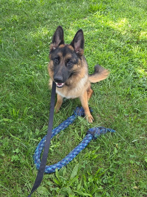 Photo of Matrix, adoptable German Shepherd Dog in Macon, Missouri