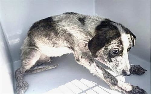 Photo of August, adoptable Labrador Retriever in Houston, Texas