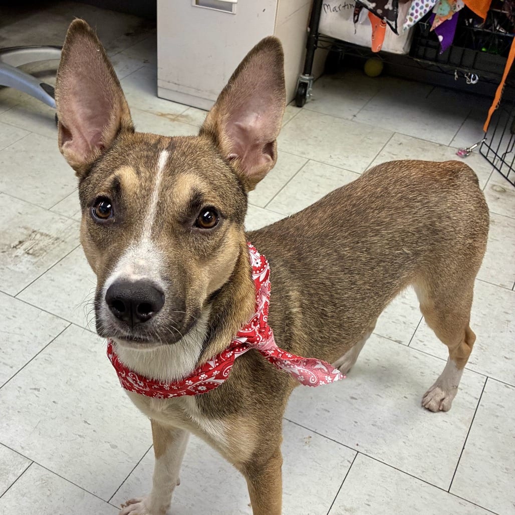 Photo of Roman, adoptable Shepherd / Mix in San Francisco, California