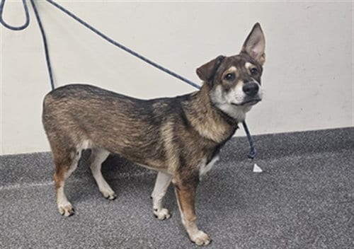 Photo of Sandra, adoptable German Shepherd Dog in Los Angeles, California