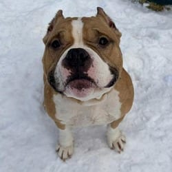 Photo of Oscar, adoptable American Pit Bull Terrier in Syracuse, New York