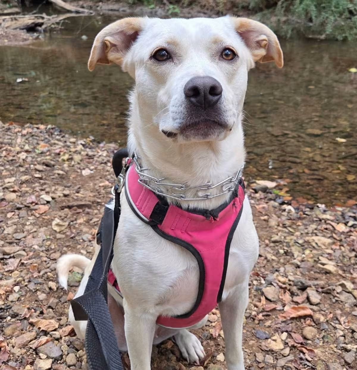 Photo of Pearl, adoptable Labrador Retriever/Greyhound in Sturtevant, Wisconsin