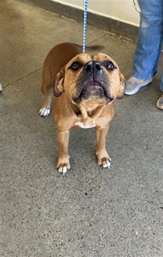 Photo of Double, adoptable Pit Bull Terrier in Jackson, California
