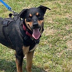 Photo of Dexter, adoptable Shepherd (Unknown Type) Hound (Unknown Type) in Waxhaw, North Carolina