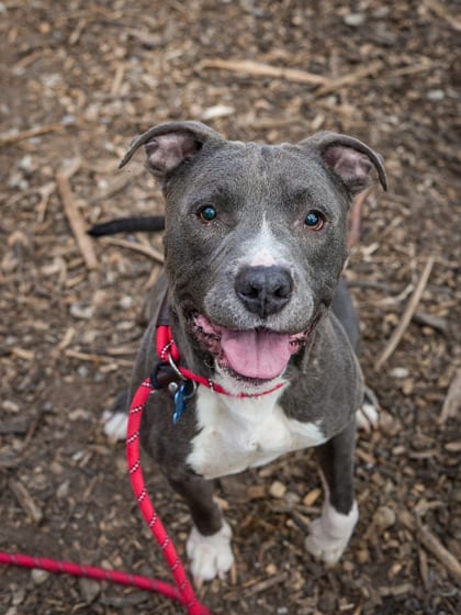 Photo of Chadwick, adoptable dog in Chamblee, Georgia