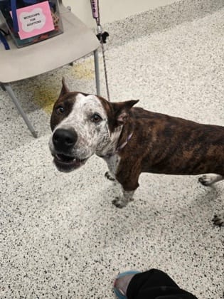 Photo of Rucker, adoptable dog in Atlanta, Georgia