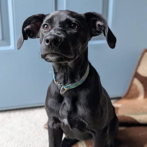 Photo of Ansley, adoptable Labrador Retriever in New Oxford, Pennsylvania