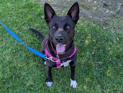Photo of Mary, adoptable German Shepherd Dog in San Clemente, California