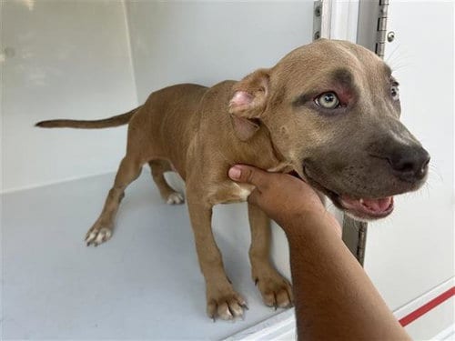Photo of A662085, adoptable Staffordshire Bull Terrier in Houston, Texas