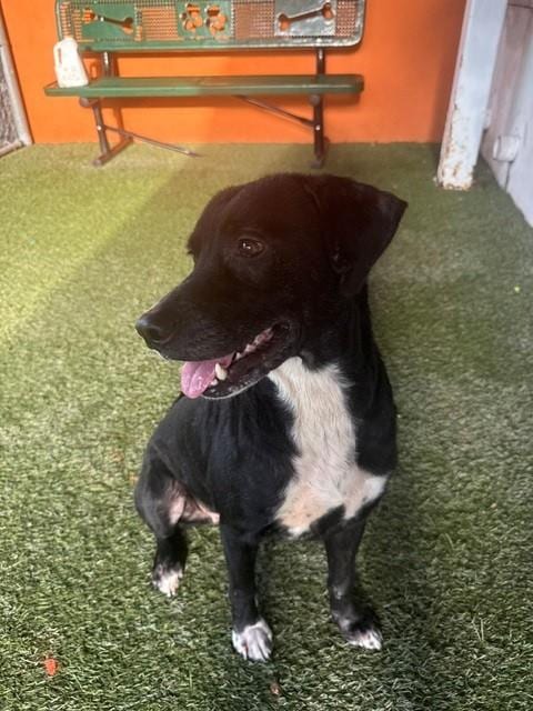Photo of Stacy, adoptable Labrador Retriever in Miami, Florida