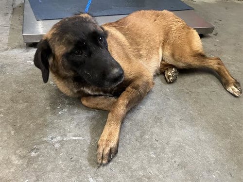 Photo of Pumpkin, adoptable Anatolian Shepherd in Camarillo, California