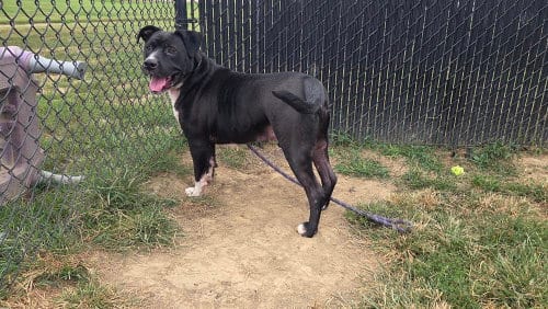 Photo of Bane Alexander, adoptable Pit Bull Terrier in Evansville, Indiana