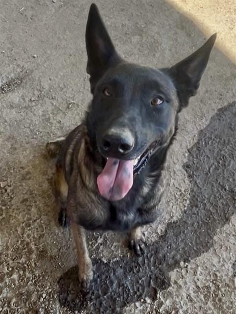 Photo of Primrose, adoptable Belgian Shepherd Malinois in Riverside, California