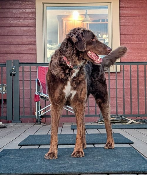 Photo of Rue, adoptable Bernese Mountain Dog in Sioux Falls, South Dakota