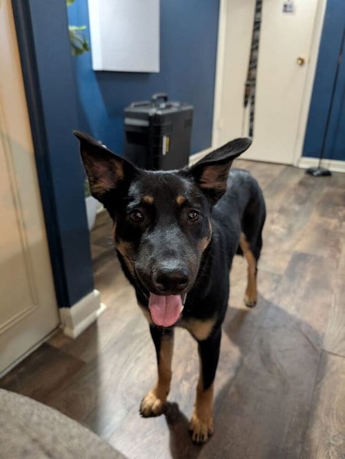 Photo of Belle, adoptable German Shepherd Dog in Evansville, Indiana