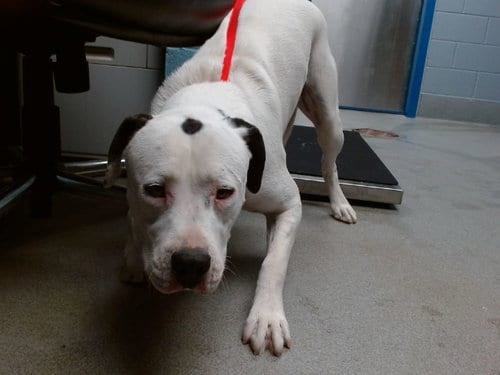 Photo of Anubis, adoptable Labrador Retriever in Albuquerque, New Mexico