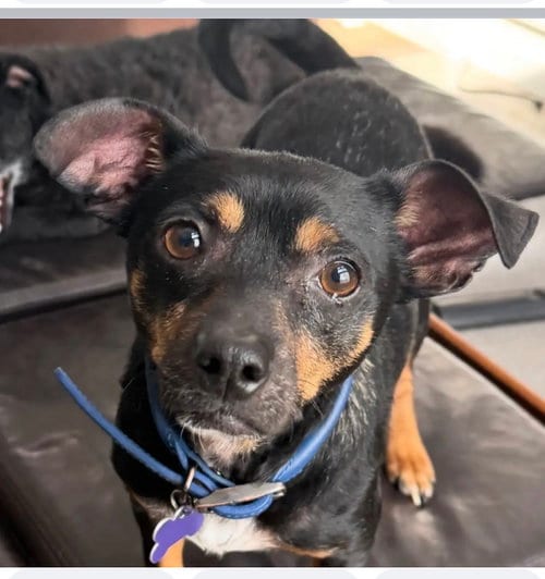 Photo of Petey, adoptable Miniature Pinscher in Newport Beach, California