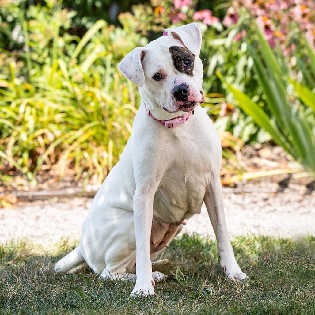 Photo of Sapphire, adoptable Boxer / Mix in Council Bluffs, Iowa