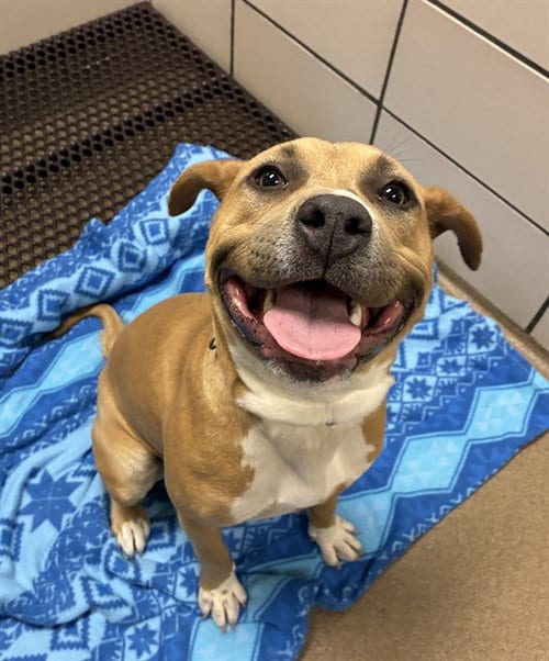 Photo of Kalani Bear, adoptable Pit Bull Terrier in Fort Wayne, Indiana
