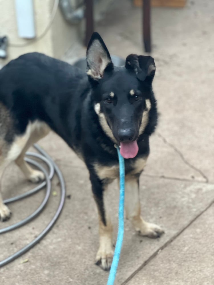 Photo of Bindy, adoptable Shepherd in Dana Point, California