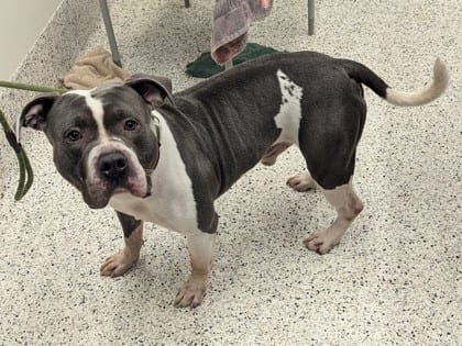 Photo of Bumble, adoptable dog in Atlanta, Georgia