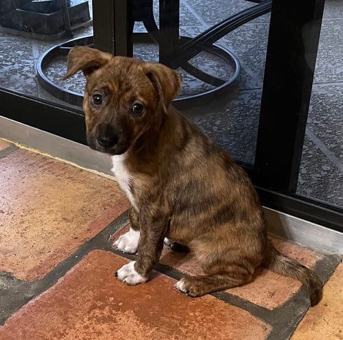Photo of Nacie Mae, adoptable Labrador Retriever in Royal Palm Beach, Florida