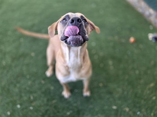 Photo of Copper, adoptable Boxer in Antioch, California