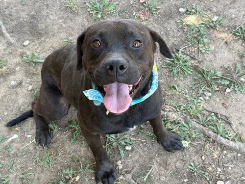 Photo of Tax, adoptable Pit Bull Terrier in Tulsa, Oklahoma