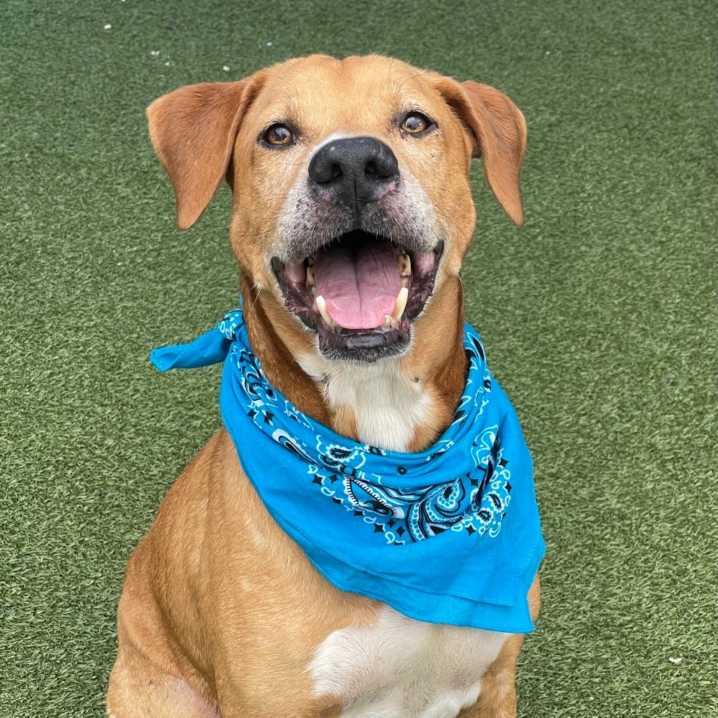 Photo of Brody, adoptable Carolina Dog in Jacksonville, North Carolina
