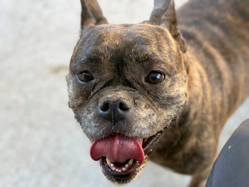 Photo of Hera, adoptable American Bulldog in Tulsa, Oklahoma