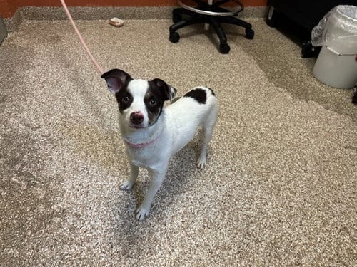 Photo of Buddy, adoptable Chihuahua in Pueblo, Colorado