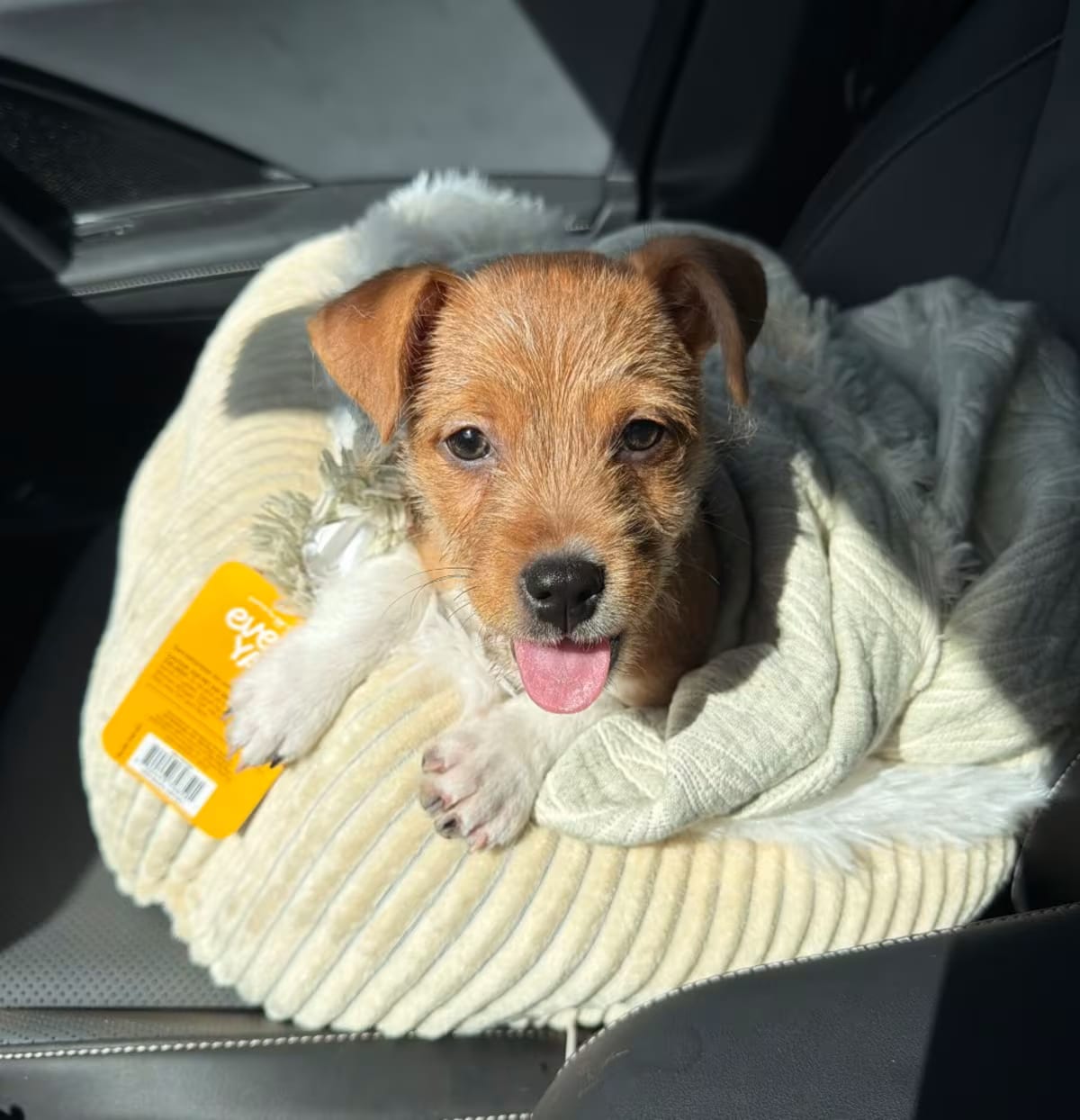 Photo of Winston, adoptable Fox Terrier (Wirehaired)/Jack Russell Terrier in Wahiawa, Hawaii