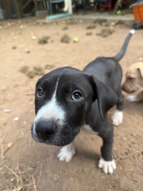 Photo of Tommy, adoptable Unknown breed (short coat) in Fort Collins, Colorado