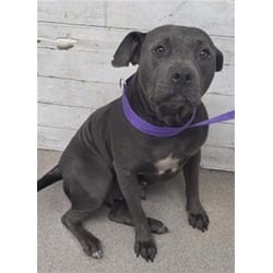 Photo of Jen, adoptable American Pit Bull Terrier in San Bernardino, California