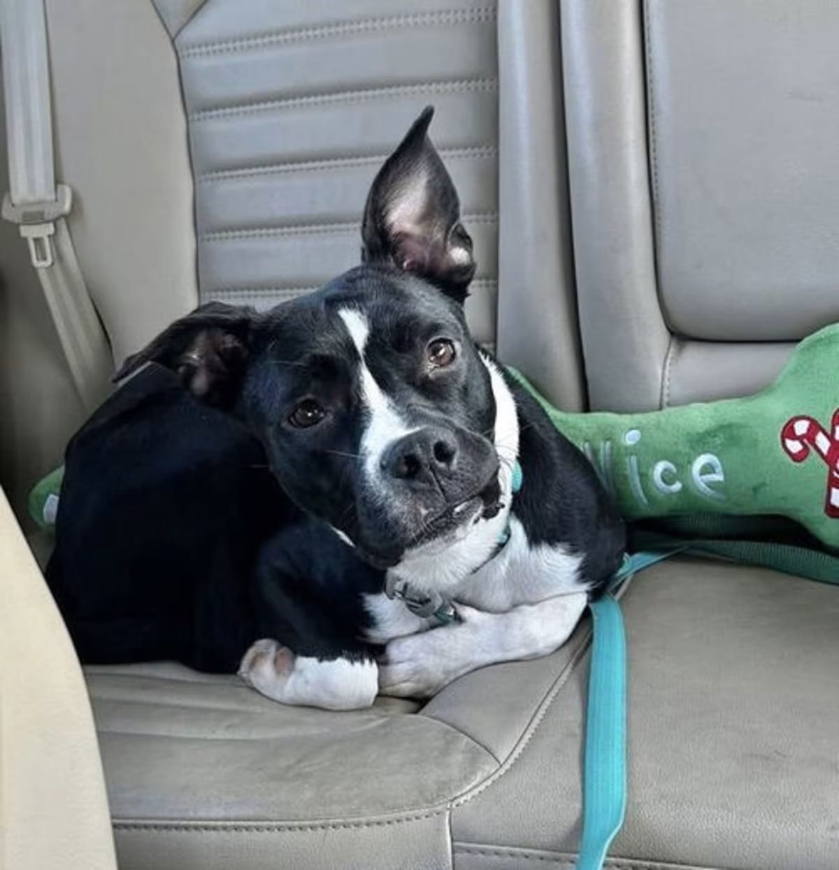 Photo of Poppy, adoptable Terrier (Unknown Type, Medium) in Branford, Connecticut