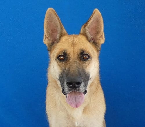 Photo of Hank, adoptable German Shepherd Dog in Pasadena, California