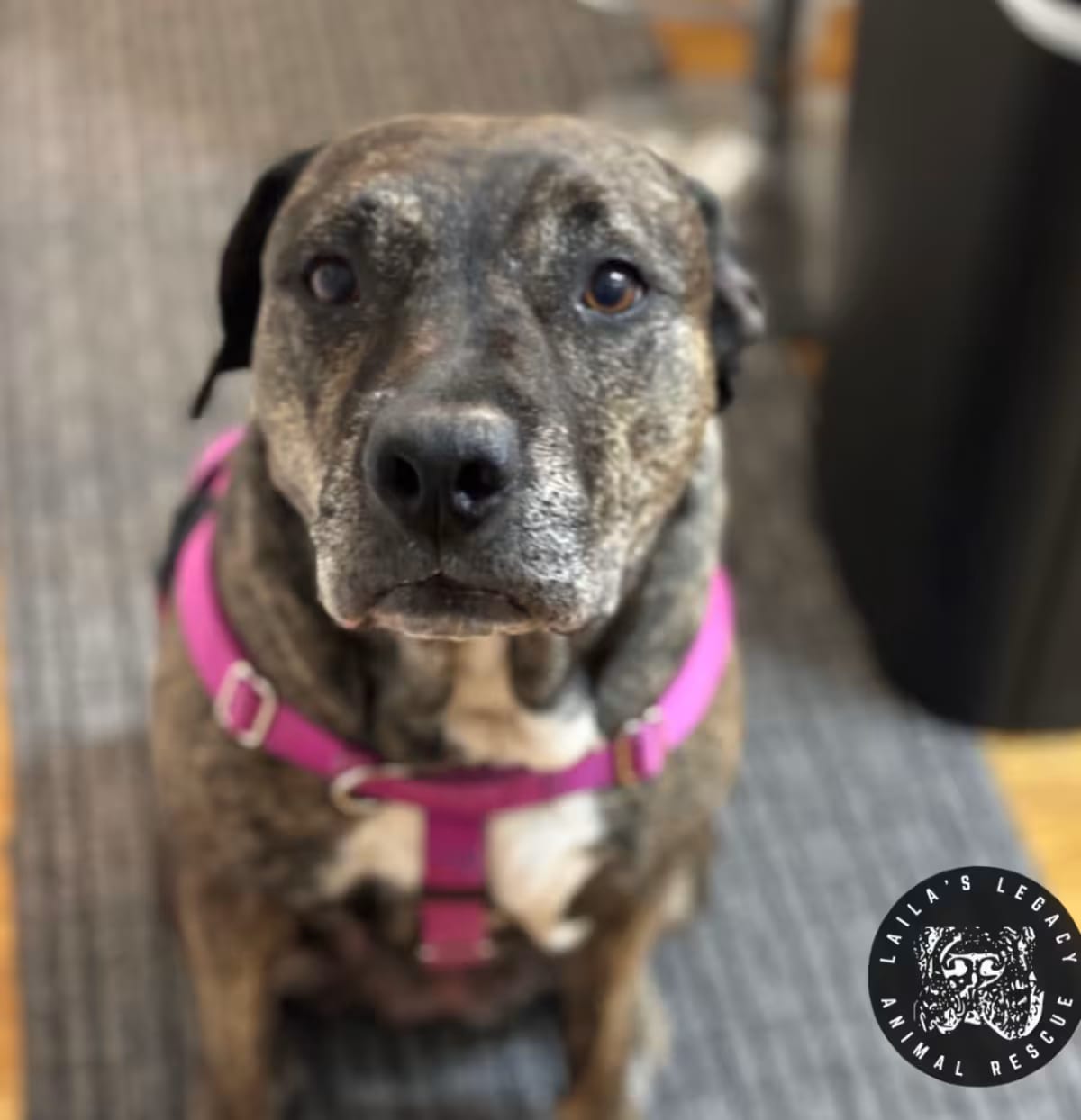 Photo of Raine, adoptable Cane Corso/Mixed Breed (Large) in Washington, District of Columbia