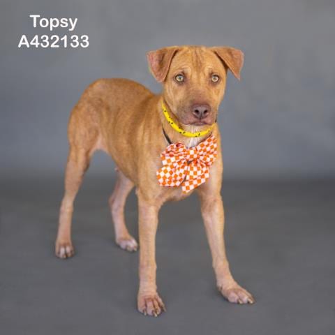 Photo of Topsy, adoptable Pit Bull Terrier in Conroe, Texas