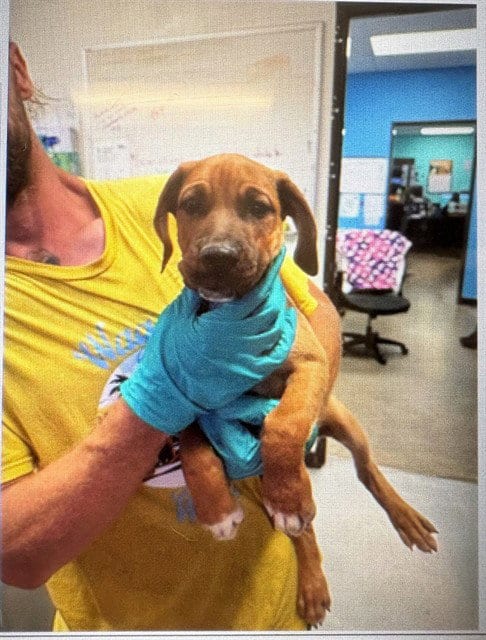 Photo of A171468, adoptable Bloodhound in Bakersfield, California