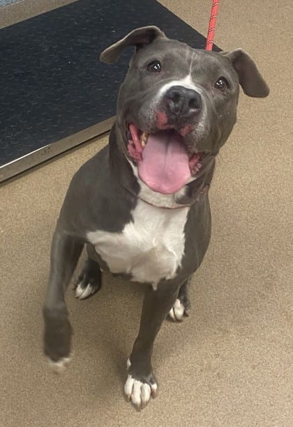 Photo of Aurora Skye, adoptable dog in Chamblee, Georgia