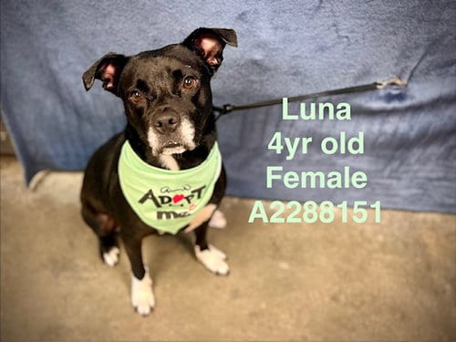 Photo of Luna, adoptable Pit Bull Terrier in Chatsworth, California