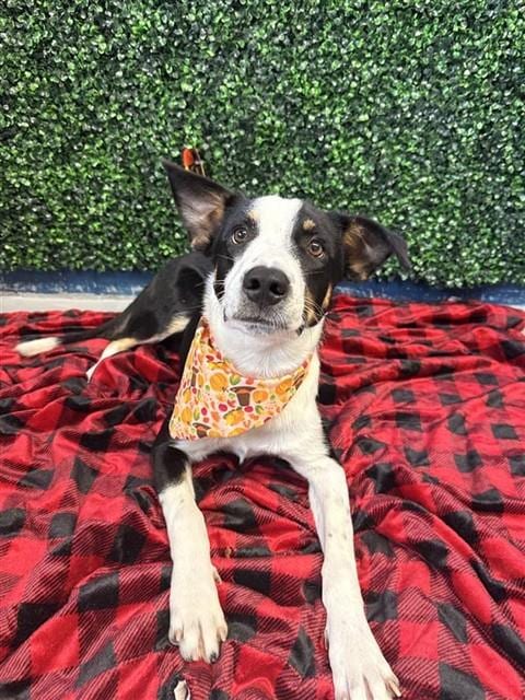 Photo of Miller, adoptable Border Collie in Corpus Christi, Texas
