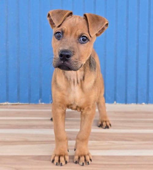 Photo of Koa, adoptable Pit Bull Terrier in Sedalia, Colorado