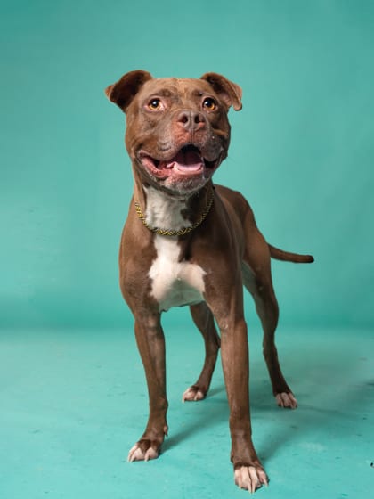 Photo of Regis, adoptable dog in Atlanta, Georgia