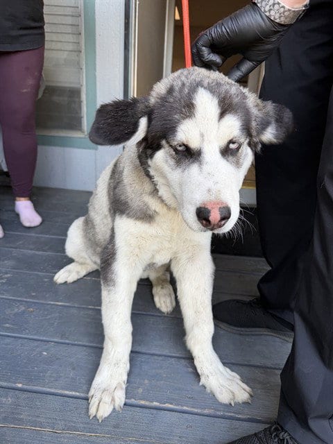Photo of Snape, adoptable Siberian Husky in Fremont, California