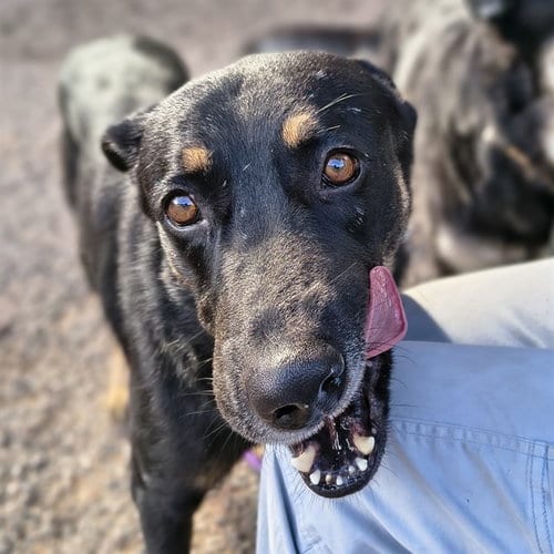 Photo of Dallas, adoptable German Shepherd Dog in Mesa, Arizona