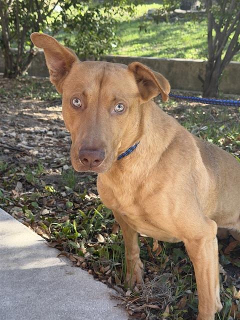 Photo of Banatobi, adoptable dog in San Antonio, Texas